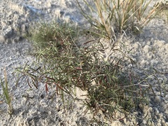 Oenothera gayleana