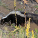Southern California Striped Skunk - Photo (c) Andrew Newmark, some rights reserved (CC BY-NC), uploaded by Andrew Newmark