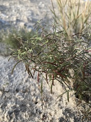 Oenothera gayleana