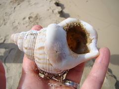 Struthiolaria papulosa