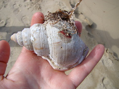 Struthiolaria papulosa
