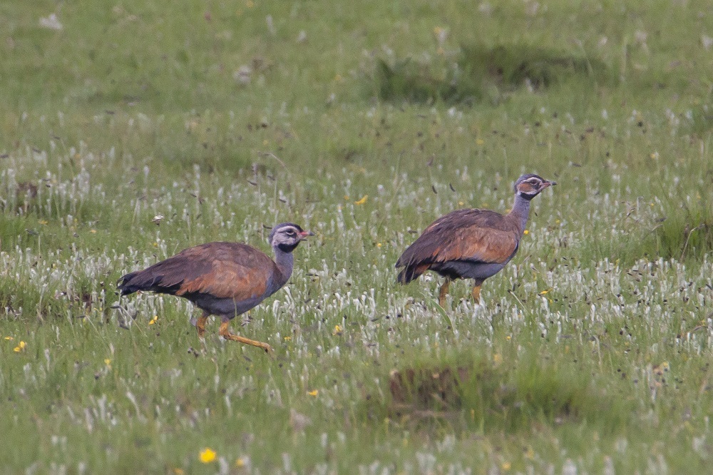 Blue Bustard (Eupodotis caerulescens)