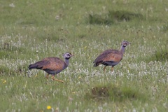 Eupodotis caerulescens