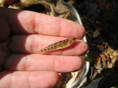 Etheostoma spectabile
