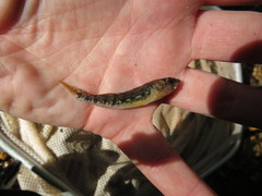 Etheostoma spectabile