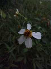 Bidens alba