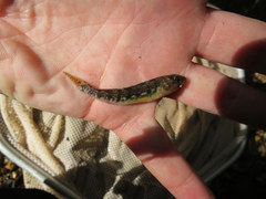 Etheostoma spectabile