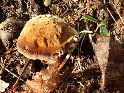 Forest Loop Trail