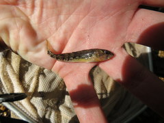 Etheostoma spectabile