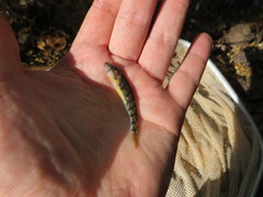 Etheostoma spectabile