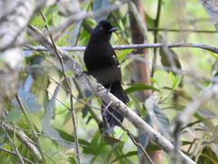 Pyriglena leucoptera