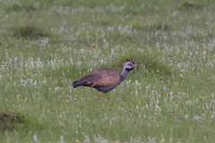 Eupodotis caerulescens