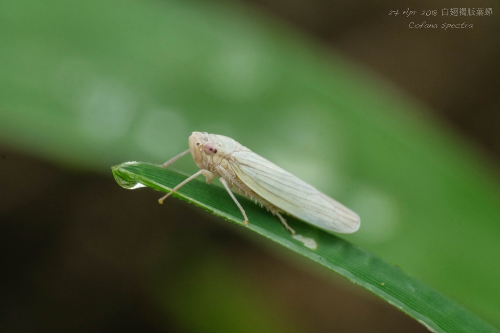 White Rice Leafhopper