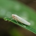 White Rice Leafhopper - Photo (c) PK Yeung, some rights reserved (CC BY-NC), uploaded by PK Yeung