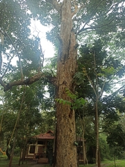 Lagerstroemia microcarpa