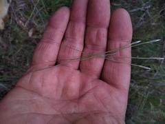 Austrostipa pubinodis