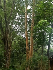 Lagerstroemia microcarpa