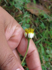 Tridax rosea
