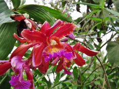 Sobralia dichotoma