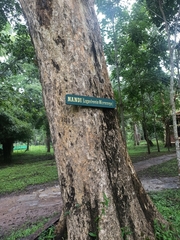 Lagerstroemia microcarpa