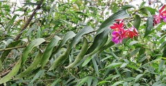 Sobralia dichotoma