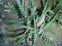 Blechnum blechnoides