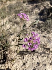 Abronia nealleyi