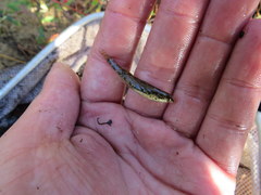 Etheostoma proeliare