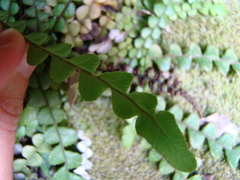 Blechnum blechnoides