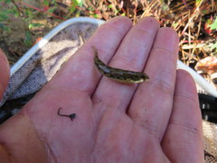 Etheostoma proeliare