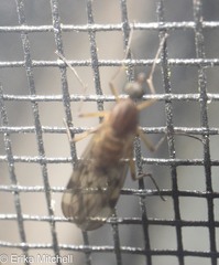 Sylvicola fenestralis