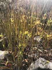 Dichanthelium spretum