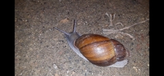 Megalobulimus ovatus