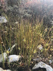 Dichanthelium spretum