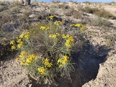 Senecio warnockii