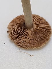 Hebeloma albidulum