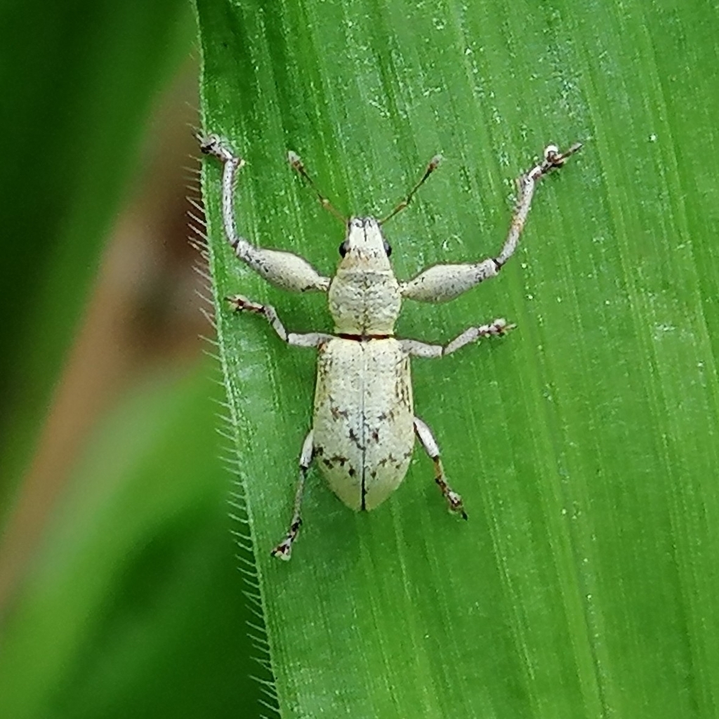 Hadromeropsis aureus