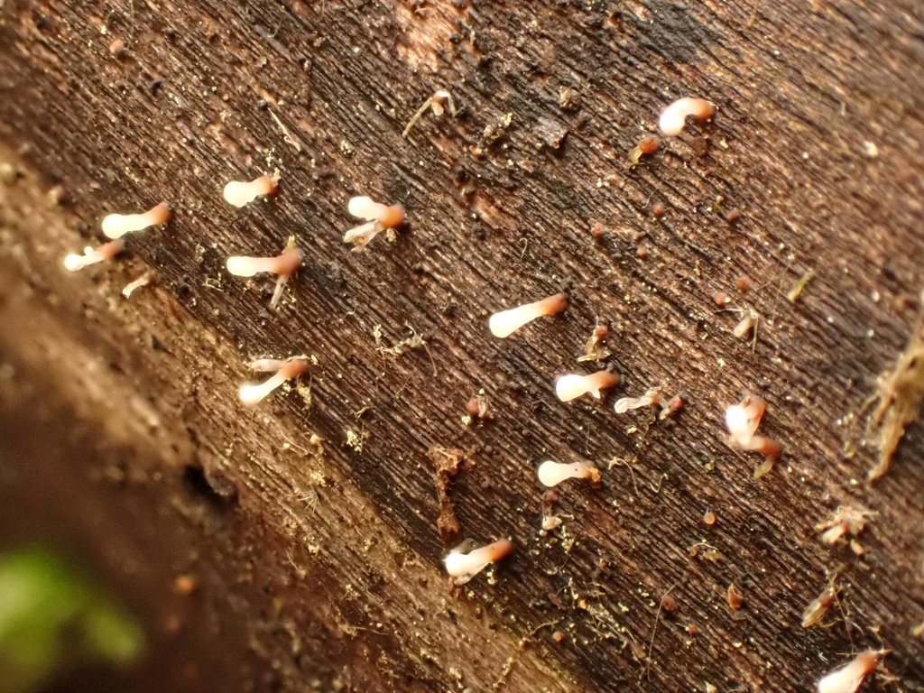 Cornucopiella fusispora