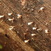 Cornucopiella fusispora - Photo (c) L Joan Heyding,  זכויות יוצרים חלקיות (CC BY-NC), הועלה על ידי L Joan Heyding