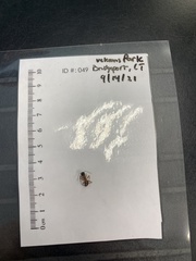 Camponotus americanus