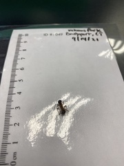 Camponotus americanus