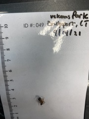 Camponotus americanus