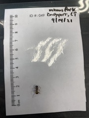 Camponotus americanus