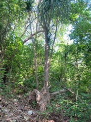 Beaucarnea
