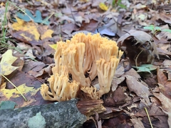 Ramaria calvodistalis