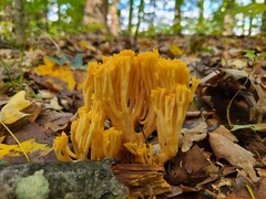 Ramaria calvodistalis