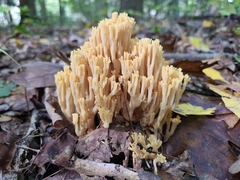 Ramaria calvodistalis