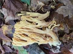 Ramaria calvodistalis