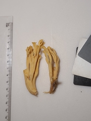 Ramaria calvodistalis