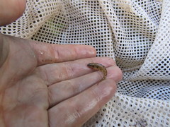 Etheostoma proeliare